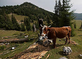 obr�zek: imgp8391.jpg; rozli�en�: 277 � 200 px; velikost 42 kb;